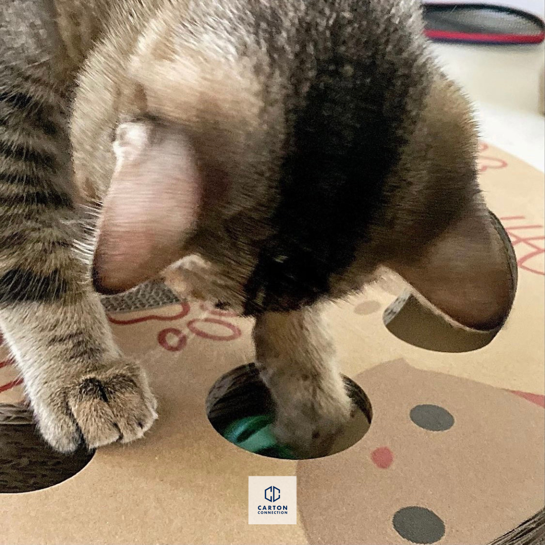 A kitty enjoying the Interactive Scratch Wheel